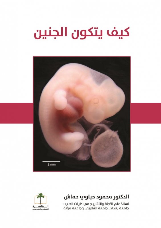 كيف يتكون الجنين