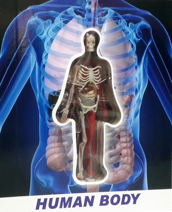 Discover The Human Body‎