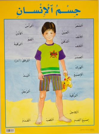 لوحات تربوية : جسم الإنسان