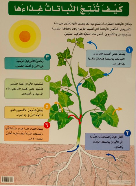 لوحات تربوية : كيف تنتج النباتات غذاءها