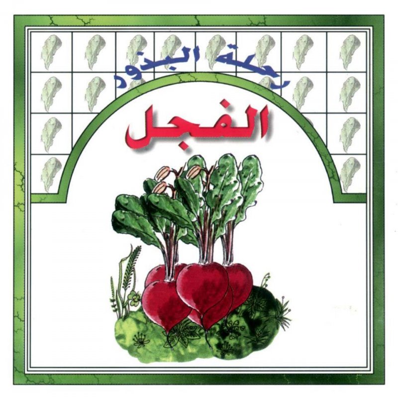 رحلة البذور : الفجل