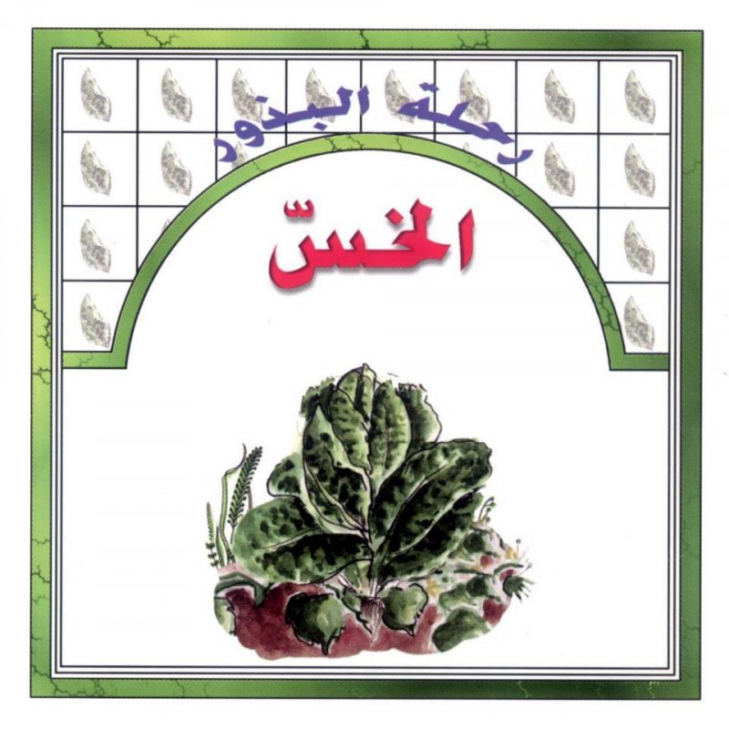 رحلة البذور : الخس